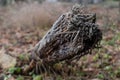 Frosted old broken wooden pillar on a cold autumn morning Royalty Free Stock Photo