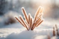 Frosted pampas grass on snow in winter forest Royalty Free Stock Photo