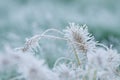 Frosted Pennisetum Ornamental Grass