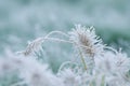 Frosted Pennisetum Plant