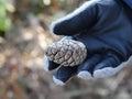 Frosted pine cone in winter woods