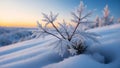 Frosted pine tree in winter forest at sunset