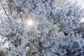 Frosted Pine Trees in Winter with Sun Shining Behind Royalty Free Stock Photo