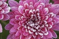 Frosted Pink Chrysanthemums