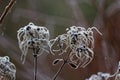 Frosted plant close-up, abstract nature patterns in winter Royalty Free Stock Photo