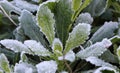 Frosted plant in a garden Royalty Free Stock Photo