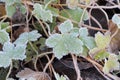 Frosted plant in a garden Royalty Free Stock Photo