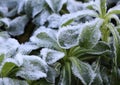 Frosted plant in a garden Royalty Free Stock Photo