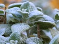 Frosted plant in a garden Royalty Free Stock Photo