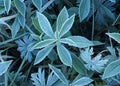 Frosted plant. Royalty Free Stock Photo