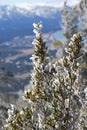 Frosted Plant Royalty Free Stock Photo