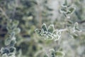 Frosted plant in winter