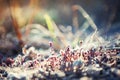 Frosted plants in autumn forest Royalty Free Stock Photo
