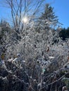 Frosted Plants in a Forest Royalty Free Stock Photo