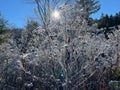 Frosted Plants in a Forest Royalty Free Stock Photo