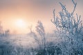 Frosted plants on the forest meadow at sunset Royalty Free Stock Photo