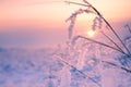 Frosted plants on the forest meadow at sunset Royalty Free Stock Photo