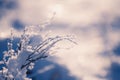 Frosted plants on the forest meadow at sunset Royalty Free Stock Photo