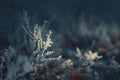 Frosted plants in the forest at sunset Royalty Free Stock Photo