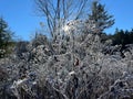 Frosted Plants in a Forest Royalty Free Stock Photo