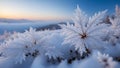 Frosted plants on the shore of Lake Baikal in winter