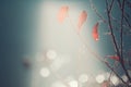 Frosted plants on the shore of lake at foggy morning Royalty Free Stock Photo