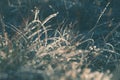 Frosted plants in winter forest at sunrise. Abstract winter nature background Royalty Free Stock Photo