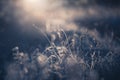 Frosted plants in winter forest at sunrise. Abstract winter nature background Royalty Free Stock Photo