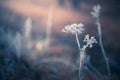Frosted plants in winter forest at sunrise Royalty Free Stock Photo
