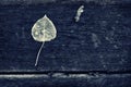 Frosted Poplar Leaf and Maple Key - Sepia Royalty Free Stock Photo