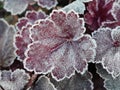 Frosted Purple Heuchera Leaf