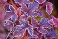 Purple frosted leaves of Physocarpus Royalty Free Stock Photo
