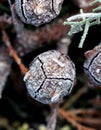Frosted raindrops on coniferous cone .morning shot