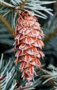 Frosted raindrops on coniferous cone .morning shot