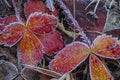 Frosted Raspberry Leaves In Autumn