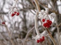 Viburnum red berries and twigs winter season. Hoarfrost