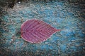 Frosted Red Blackberry Leaf Royalty Free Stock Photo