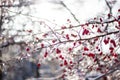 Frosted red hawthorn berries under snow on a tree in the garden Royalty Free Stock Photo