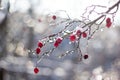 Frosted red hawthorn berries under snow on a tree in the garden Royalty Free Stock Photo