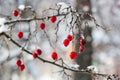 Frosted red hawthorn berries under snow on a tree in the garden Royalty Free Stock Photo