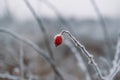 Frosted red rose hip in the garden. Snow winter background. Nature forest light landscape Royalty Free Stock Photo
