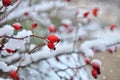 Frosted red rose hips in the winter garden Royalty Free Stock Photo
