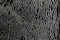 Frosted spider web close up Royalty Free Stock Photo