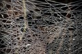 Frosted spider web close up, abstract nature background Royalty Free Stock Photo