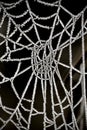 Frosted spider web detail Royalty Free Stock Photo