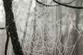 Frozn spiderweb in a cold misty winter morning Royalty Free Stock Photo