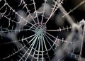 Frosted spider web close up shot on a cold january morning Royalty Free Stock Photo