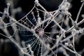 Frosted spider web close up shot on a cold january morning Royalty Free Stock Photo