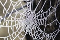 Frosted spider web Royalty Free Stock Photo
