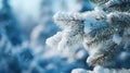 A frosted spruce branch against a snowy, blurred winter backdrop